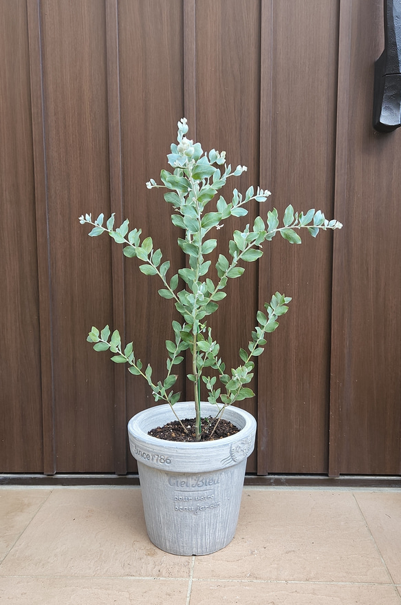 可愛い♪パールアカシア テラコッタ鉢植え ミモザ苗オージー