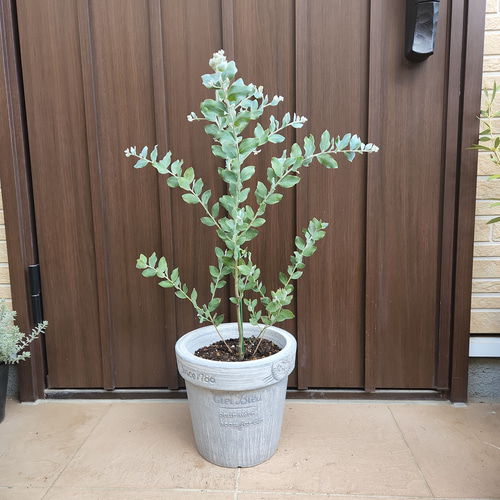 パールアカシア　鉢植え47　苗　ミモザ　オージープランツ ボリューム大苗 パールアカシア テラコッタ鉢植え ミモザ 苗