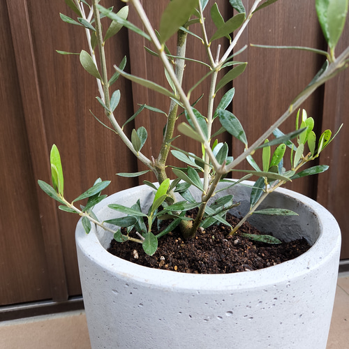オリーブの木 エルグレコ スタイリッシュコンクリート鉢植え 苗 ...