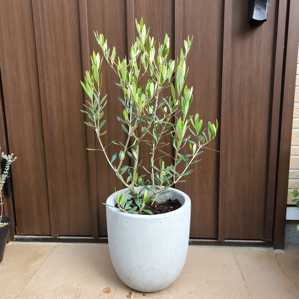 オリーブの木 エルグレコ スタイリッシュコンクリート鉢植え 苗