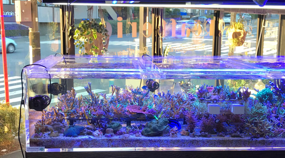 コーラル★アロマストーン　天然珊瑚のディフューザー 10枚目の画像