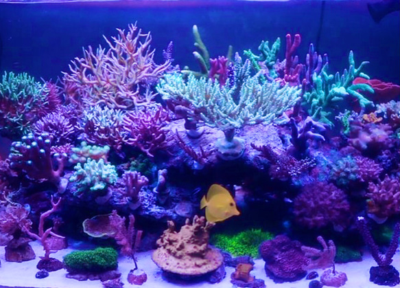 コーラル★アロマストーン　天然珊瑚のディフューザー 9枚目の画像