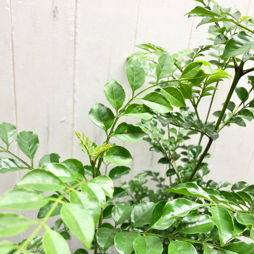 株立ち シマトネリコ スクエア鉢 その他インテリア雑貨 PLANTS SHOP