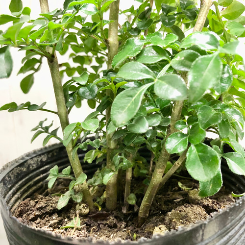 株立ち シマトネリコ スクエア鉢 その他インテリア雑貨 PLANTS SHOP