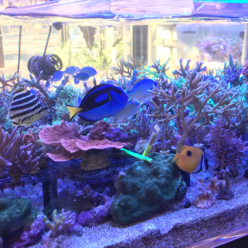 コーラル☆アロマストーン 天然珊瑚のディフューザー ディフューザー