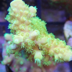 コーラル★アロマストーン　天然珊瑚のディフューザー 6枚目の画像