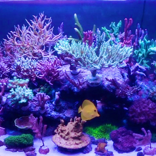 コーラル☆アロマストーン 天然珊瑚のディフューザー ディフューザー