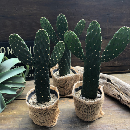 スミエサボテン 可愛い♡ぽっこりお山♡♡ウチワサボテン 人造花 パリ