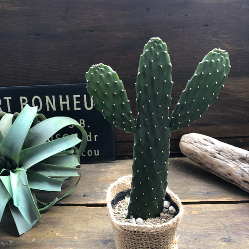 スミエサボテン 可愛い♡ぽっこりお山♡♡ウチワサボテン 人造花 パリ