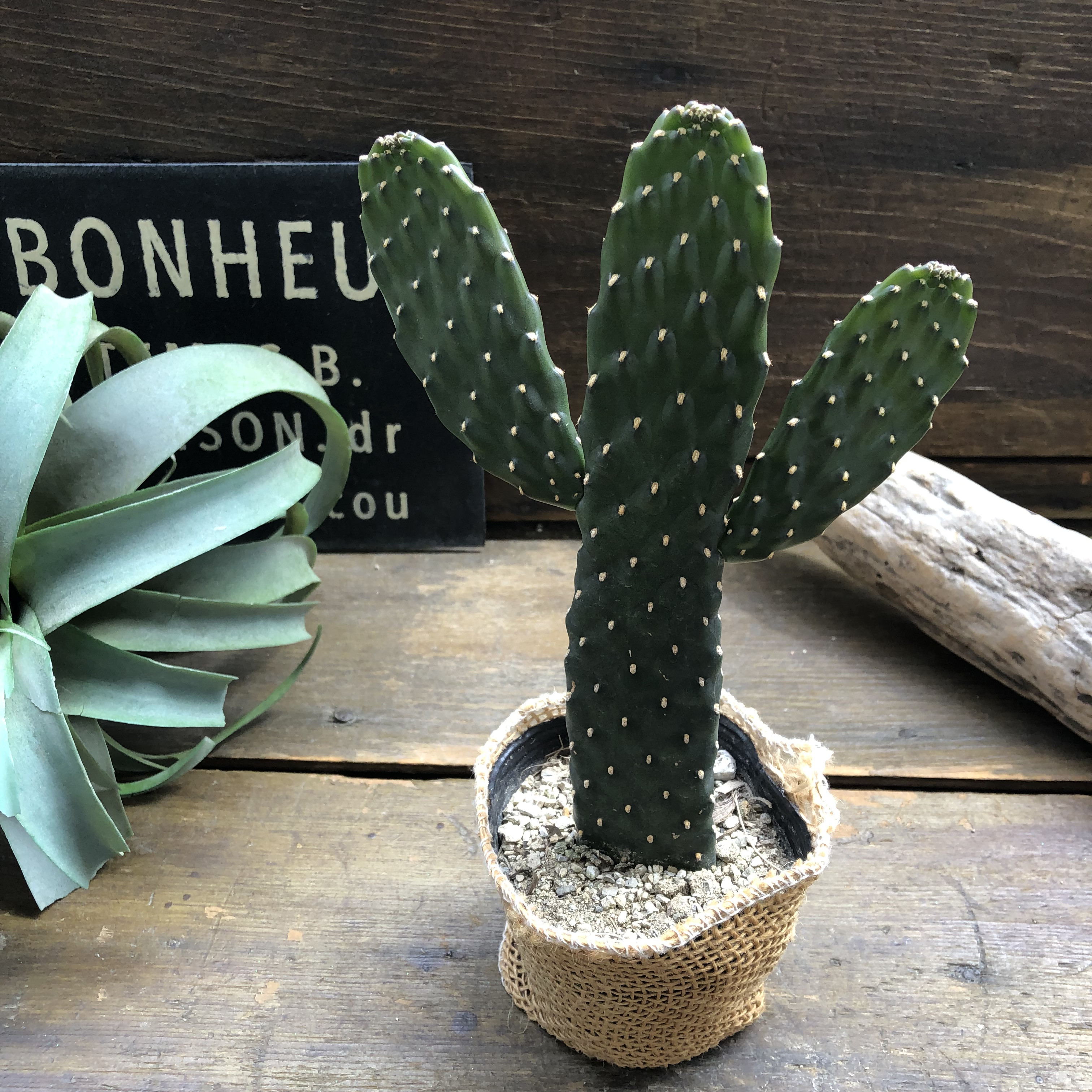 ☆サボテン☆さま専用