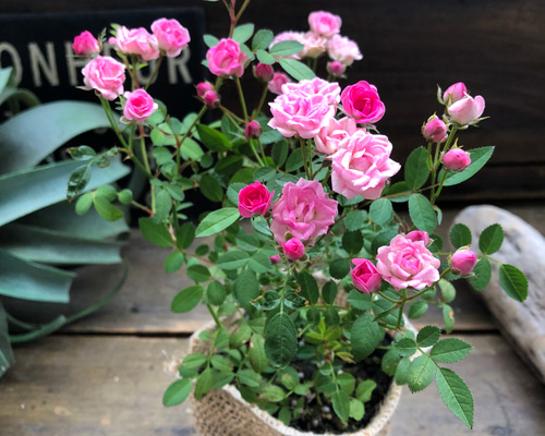 193cefdc0004420cdef28a75db847f