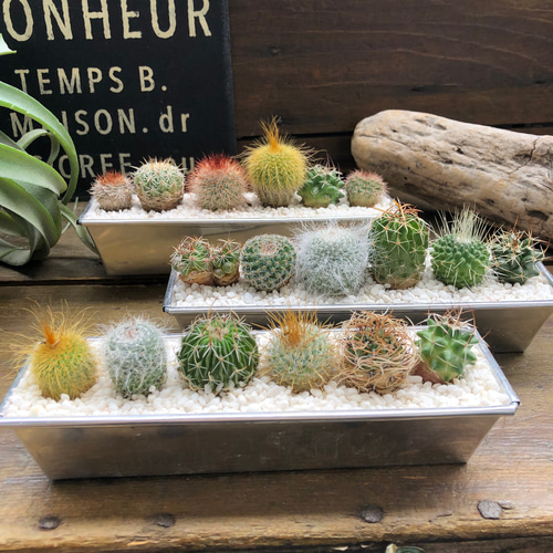 サボテンの寄せ植え♡観葉植物♡インテリア♡可愛いお得なセット