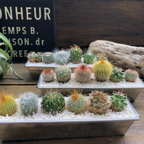 サボテンの寄せ植え♡観葉植物♡インテリア♡可愛いお得なセット