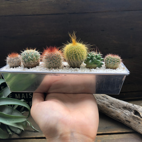 サボテンの寄せ植え♡観葉植物♡インテリア♡可愛いお得なセット
