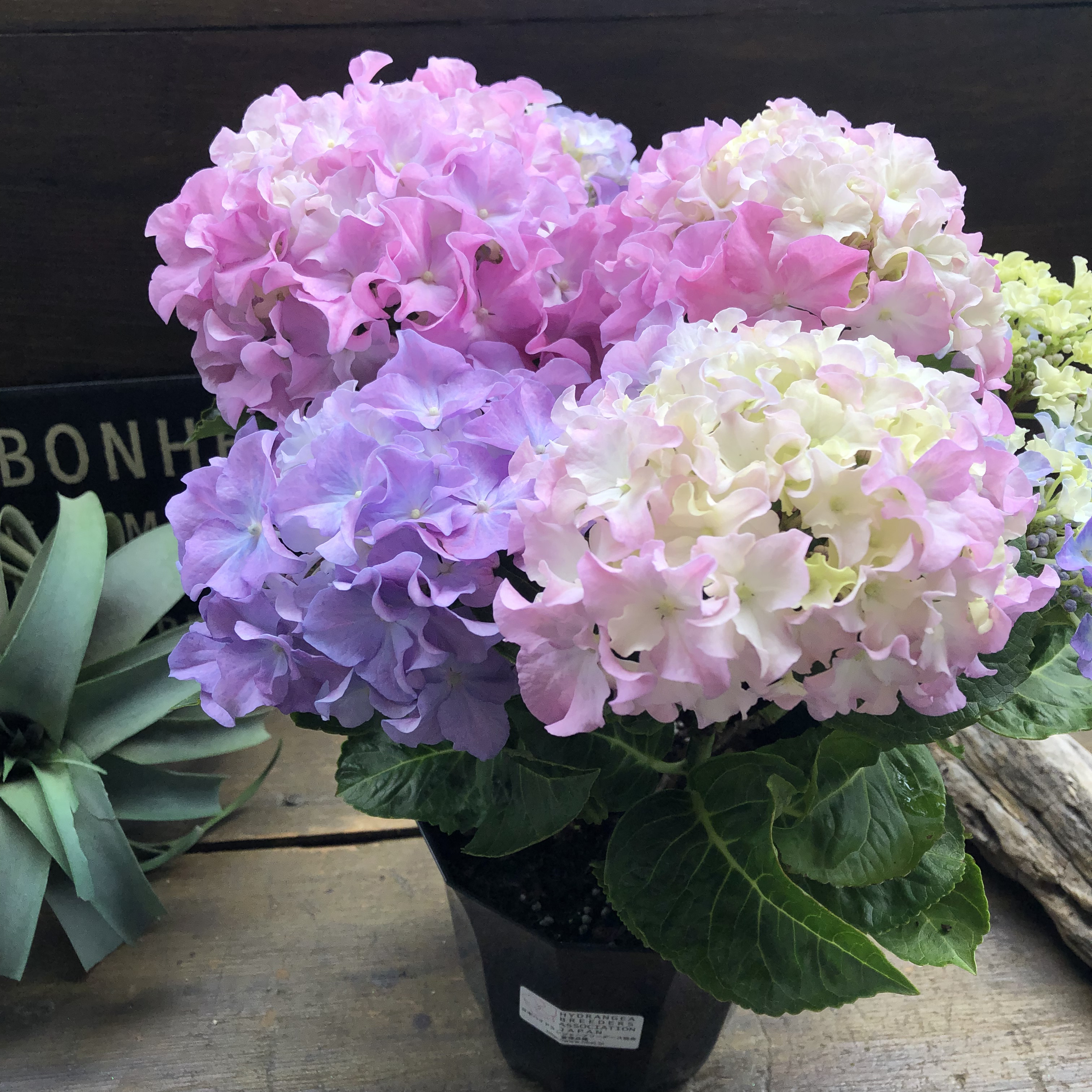 あしあしばぁば　アートネイチャー   ジュリアオージェ クロスフリー あしあしばぁば様専用 アートネイチャー ジュリアオージェ クロス