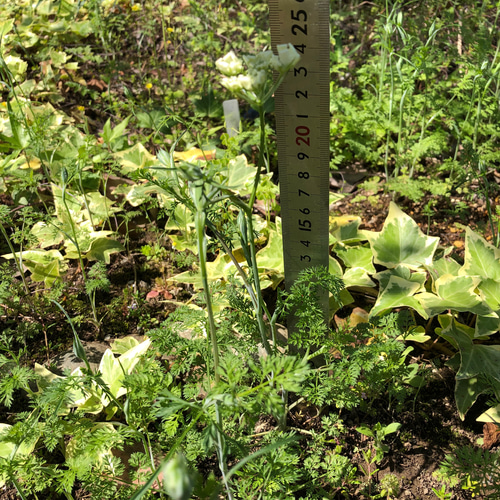 お得】オルレア 苗 10株 ＊ ホワイトレースフラワー 多肉植物 ちいさな