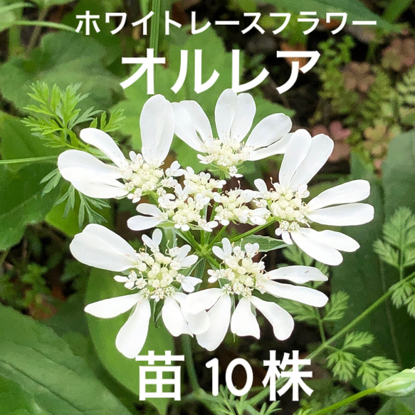 108フラワーズ　UR SP-225/UR Acer shirasawanum 'Purple Thunder' Full Moon Japanese Maple