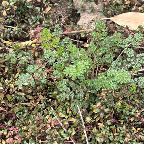 お得】オルレア 苗 10株 ＊ ホワイトレースフラワー 多肉植物 ちいさな