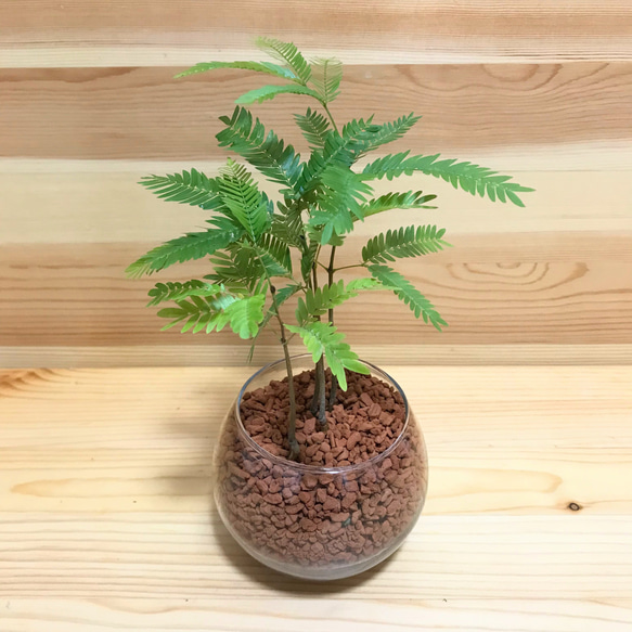 【Premium Plants】エバーフレッシュ ネムノキ 観葉植物 大型 a f5864v.jpg