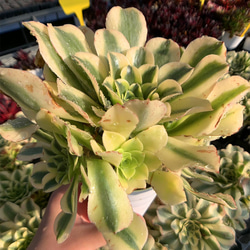 596.多肉植物 寄せ植え アエオニウム属 抹茶ソーダ（群）超美苗 錦