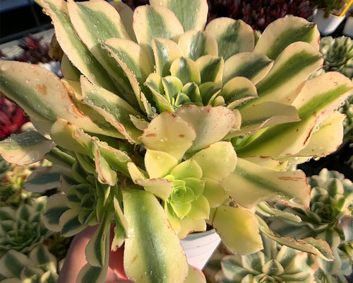 596.多肉植物 寄せ植え アエオニウム属 抹茶ソーダ（群）超美苗 錦