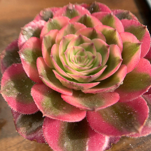 ❤️多肉植物❤️アエオニウム錦❤️ 魅金 のバラ❤️ 状態図 多肉植物アエオニウム❤️魅金のバラ ❤ 状態図