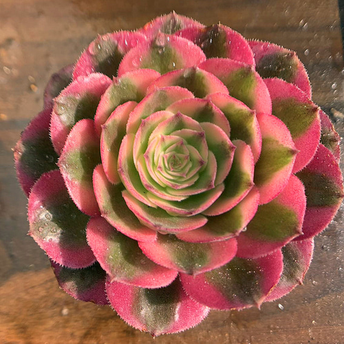 600.多肉植物 寄せ植え アエオニウム属 傾城（単）超美苗 錦 抜き苗