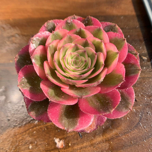 600.多肉植物 寄せ植え アエオニウム属 傾城（単）超美苗 錦 抜き苗