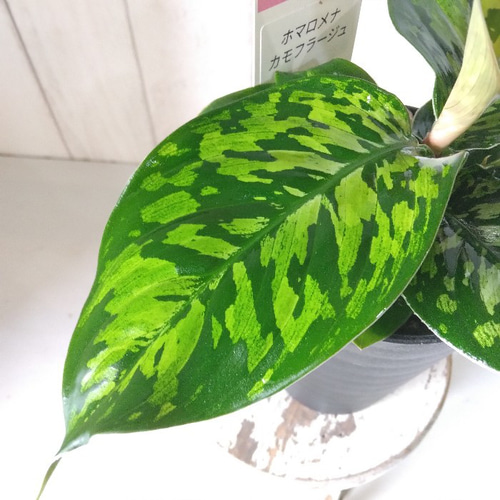 希少種レア ホマロメナ・ワリシー・カモフラージュ 観葉植物 高級 