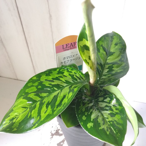 希少種レア ホマロメナ・ワリシー・カモフラージュ 観葉植物
