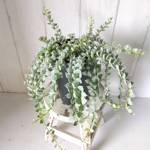 希少 珍しい ディスキディア*ミリオンハート 斑入り 高級セラアート鉢