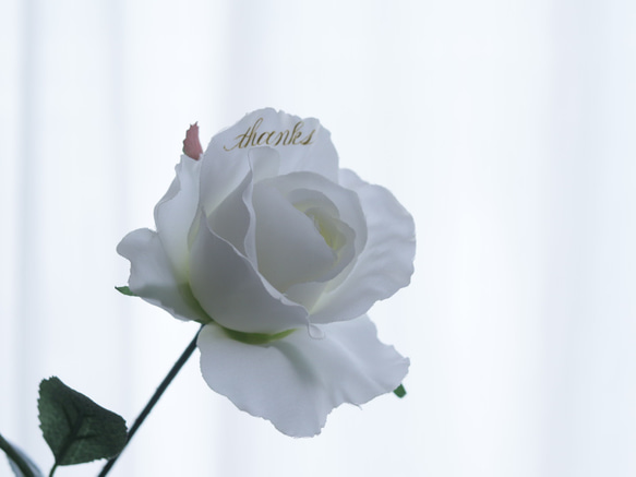 【花びらに文字入れ】ダーズンローズ12本 (ホワイト)＊アーティフィシャルフラワー 4枚目の画像