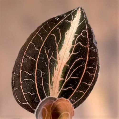 ジュエルオーキッド』アノエクトチラス・サイアメンシス☆ホワイト