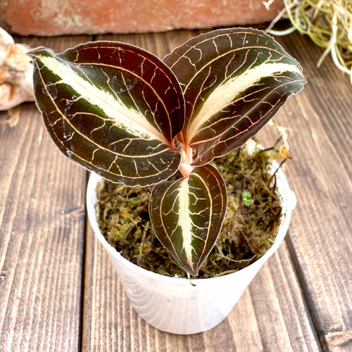 ジュエルオーキッド』アノエクトチラス・サイアメンシス☆ホワイト