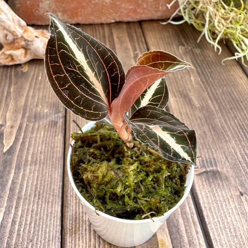 ジュエルオーキッド』アノエクトチラス・サイアメンシス☆ホワイト