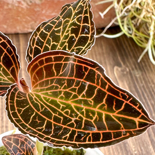 Anoectochilus sp. 斑入りジュエルオーキッド 宝石蘭 ジュエルオーキッド』アノエクトチラス・アルボリネアタス☆宝石