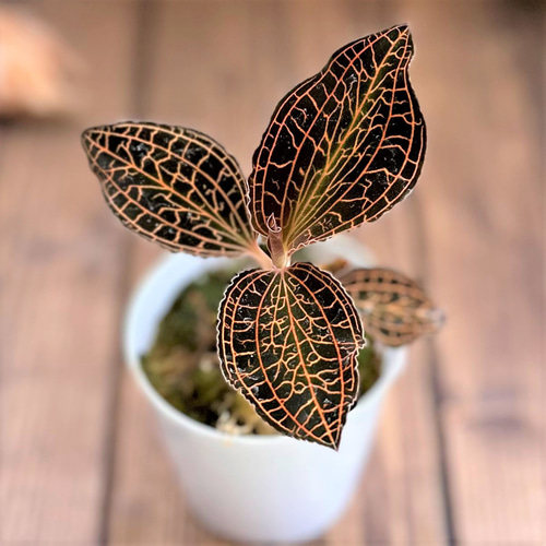 Anoectochilus sp. 斑入りジュエルオーキッド 宝石蘭 Anoectochilus sp. 斑入りジュエルオーキッド 宝石蘭