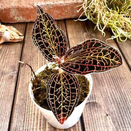 ジュエルオーキッド』アノエクトチラス・アルボリネアタス☆宝石蘭