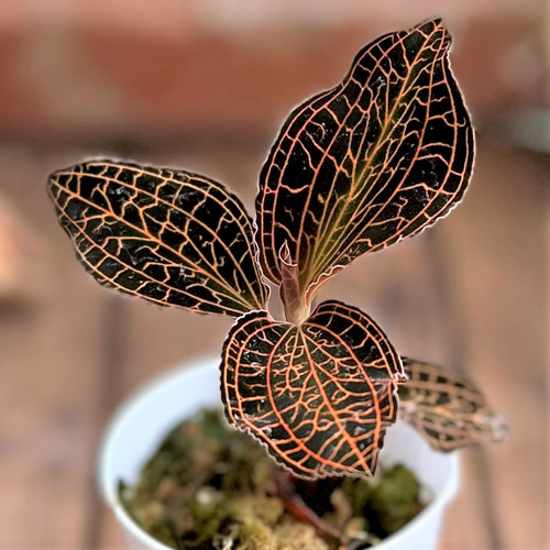 Anoectochilus sp. 斑入りジュエルオーキッド 宝石蘭 アネクトキルスSp. Laos【ジュエルオーキッド／宝石蘭