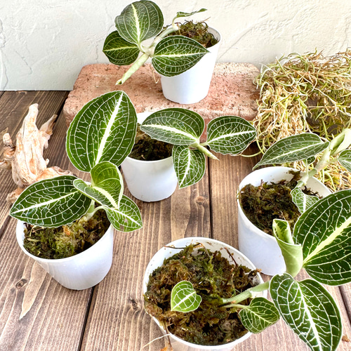 ジュエルオーキッド』アノエクトチラス・ロクスバーギー☆宝石蘭☆希少