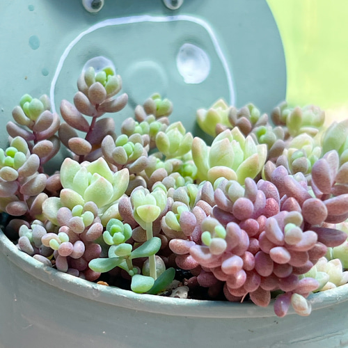 パープルヘイズとプロリフィカ＊豚さん(笑)寄せ植え♡⃛缶ごと