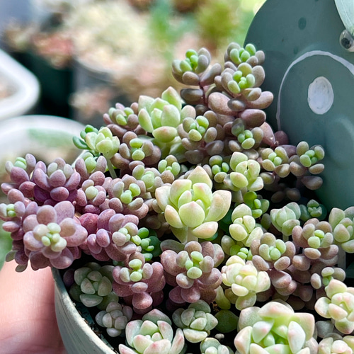 多肉植物　セダム　トリカラー&パープルヘイズ＆プロリフィカ×姫秀麗　3種類 多肉植物 セダム トリカラー&パープルヘイズ＆プロリフィカ×姫