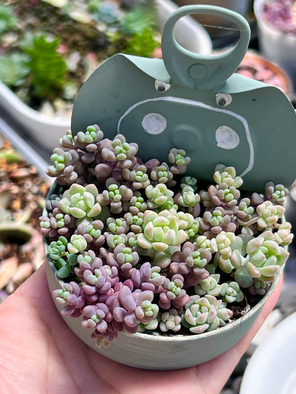 多肉植物　セダム　トリカラー&パープルヘイズ＆プロリフィカ×姫秀麗　3種類 多肉植物 セダム トリカラー&パープルヘイズ＆プロリフィカ×姫