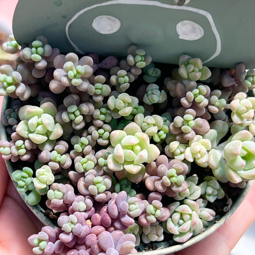 多肉植物 セダム トリカラー&パープルヘイズ＆プロリフィカ×姫秀麗 3