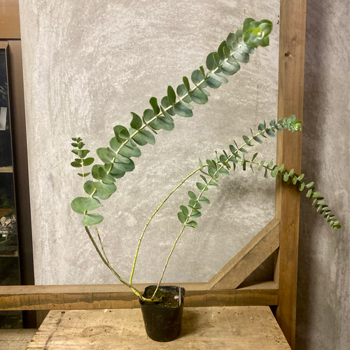 苗木 ユーカリ 銀世界（プルベルレンタ） アートフラワー plant life