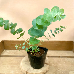 苗木 ユーカリ 銀世界（プルベルレンタ） アートフラワー plant life