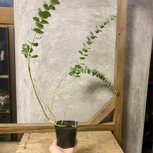 苗木 ユーカリ 銀世界（プルベルレンタ） アートフラワー plant life