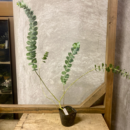苗木 ユーカリ 銀世界（プルベルレンタ） アートフラワー plant life