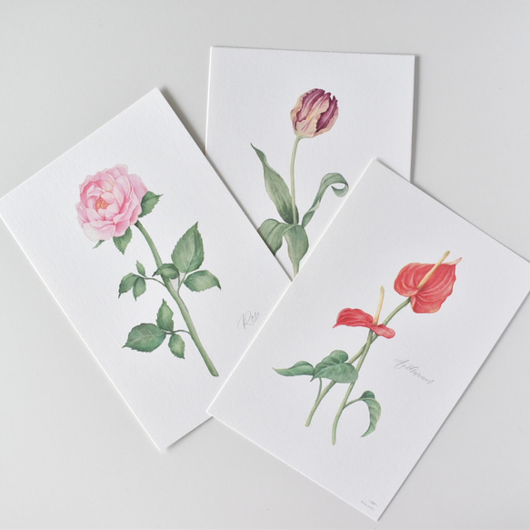 選べるボタニカルカード 3枚セット 全13種 お花 植物 水彩画 1枚目の画像