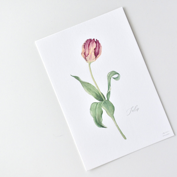 選べるボタニカルカード 3枚セット 全13種 お花 植物 水彩画 16枚目の画像